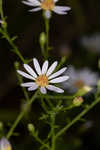 Rice button aster